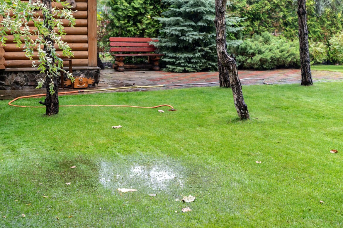 Tree Root Damage: How To Protect Your Plumbing System